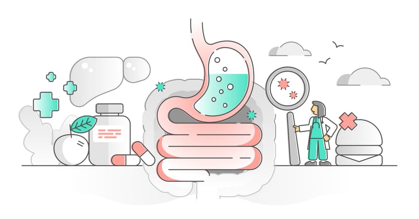 Die Gastroenterologie ist ein wichtiges Teilgebiet der Inneren Medizin und befasst sich hauptsächlich mit der Diagnose, Therapie und Prävention von Magen-Darm-Erkrankungen. Die Illustration bildet den Magen- und Darmtrakt des Menschen ab.