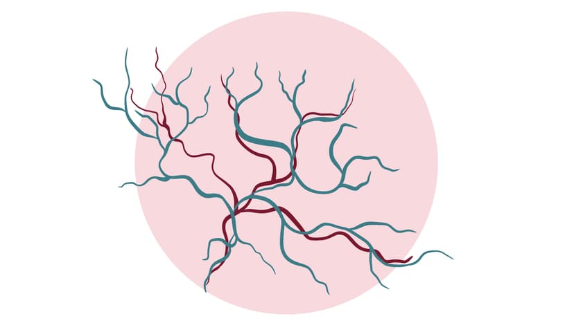 Die Angiologie hat eine große Bedeutung, da Gefäßerkrankungen wie Arteriosklerose, Thrombosen und Veneninsuffizienz weit verbreitet sind und ernsthafte gesundheitliche Folgen haben können. Angiologie: Tätigkeitsschwerpunkte und Einsatzbereiche